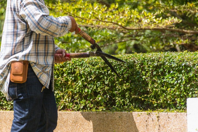 Garden Maintenance Tulse Hill, West Norwood, SE27